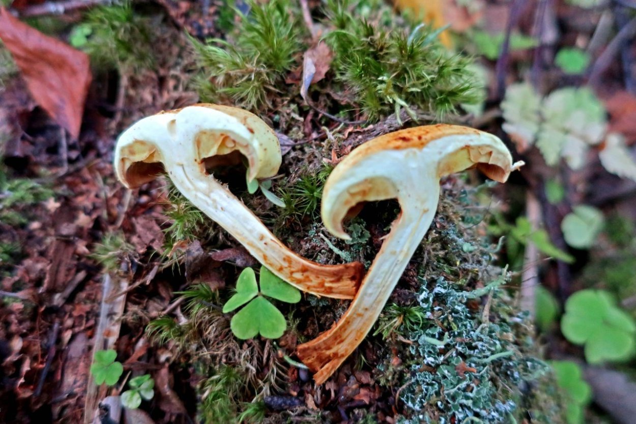 Огневка гриб