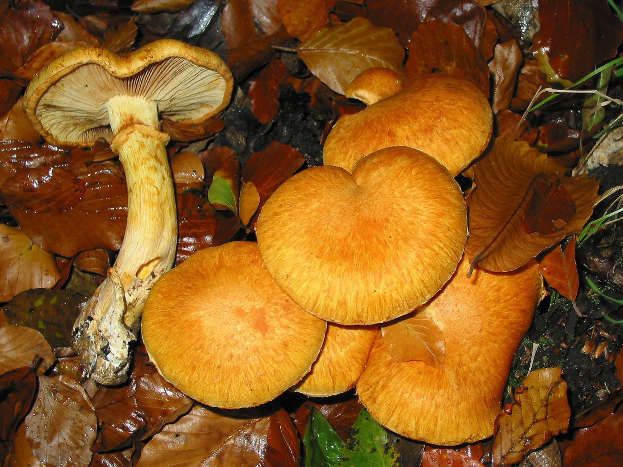 Гимнопил, огневка (Gymnopilus)