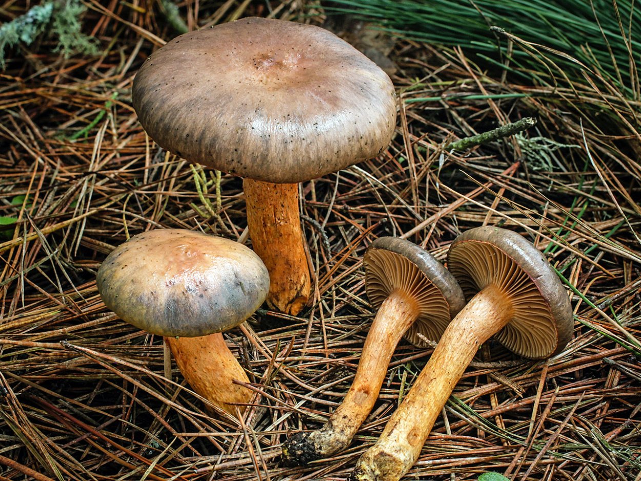 Гимнопил Сосновый гриб Сосновый
