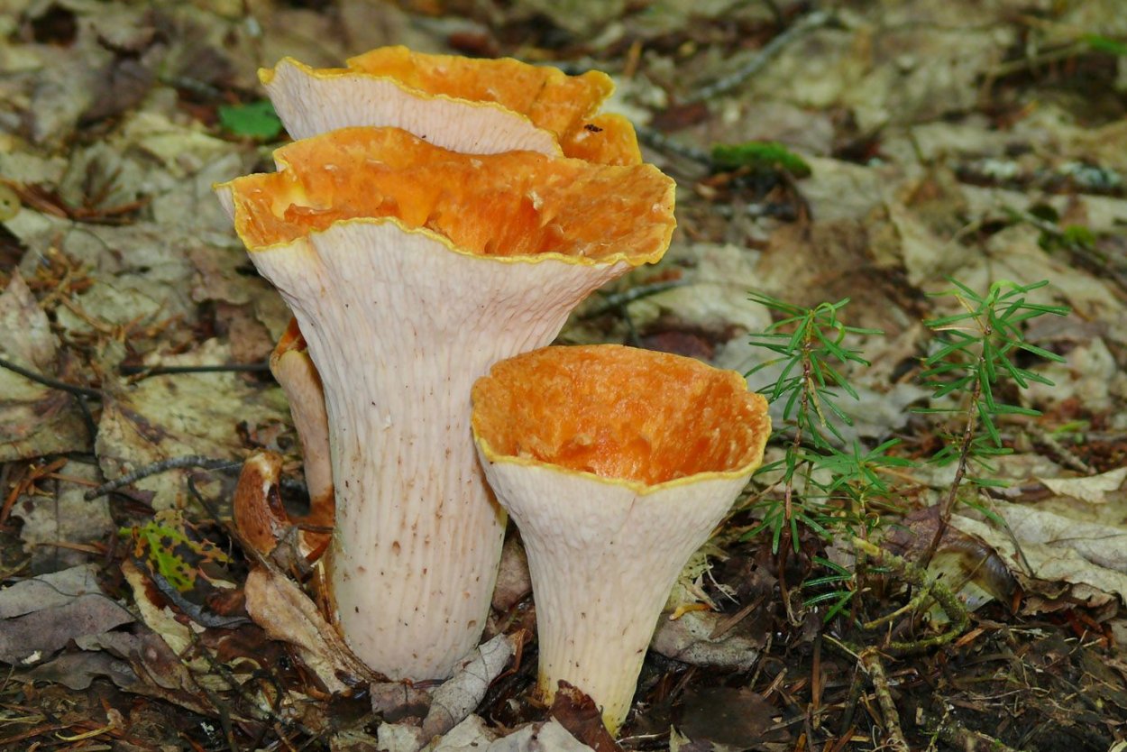 Дрожалка оранжевая (Tremella mesenterica)
