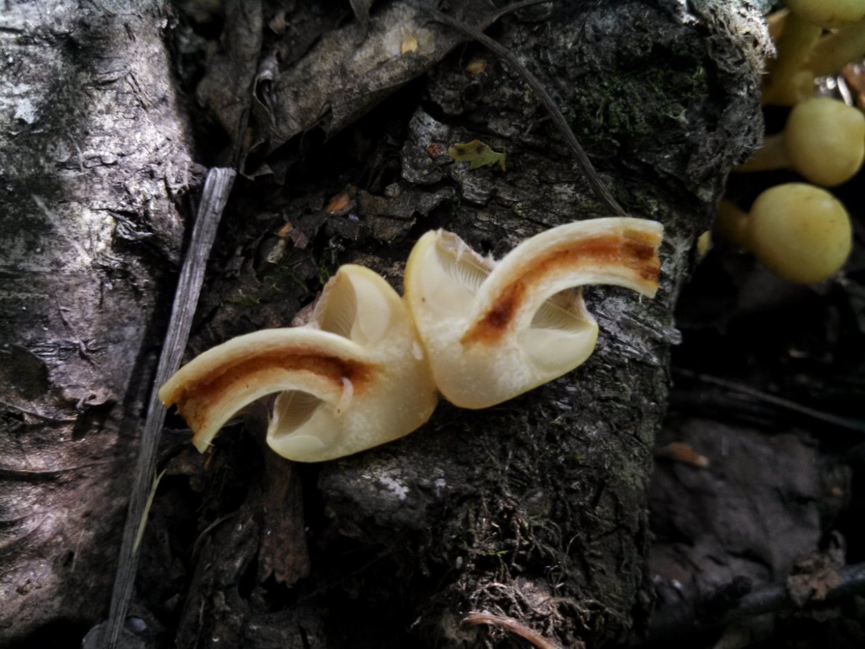 Огневка гриб