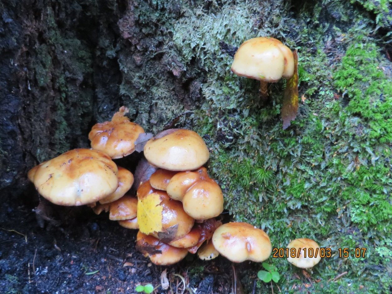 Огневка Ольховая