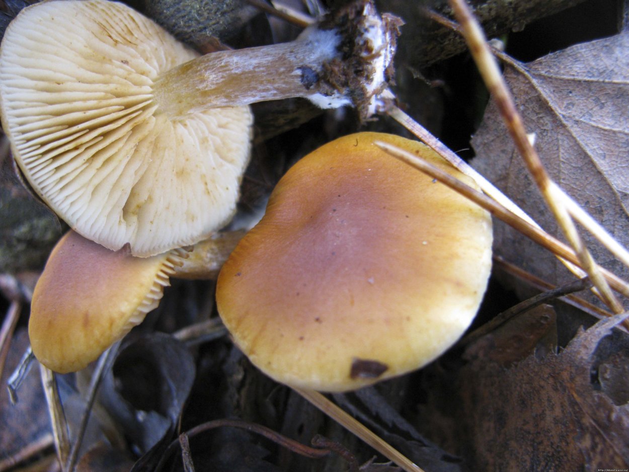 Гимнопил Сосновый гриб Сосновый