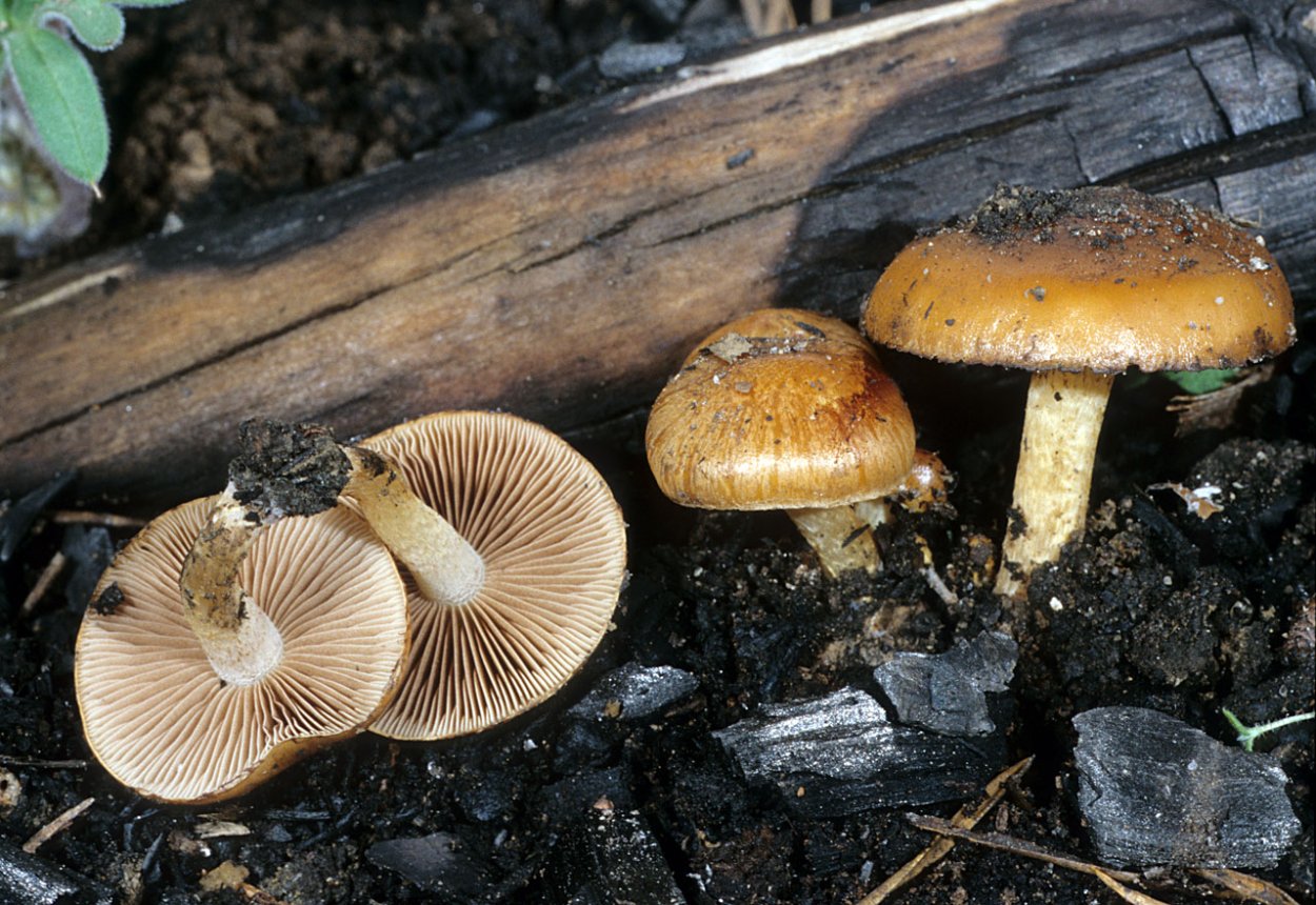 Гимнопил, огневка (Gymnopilus)