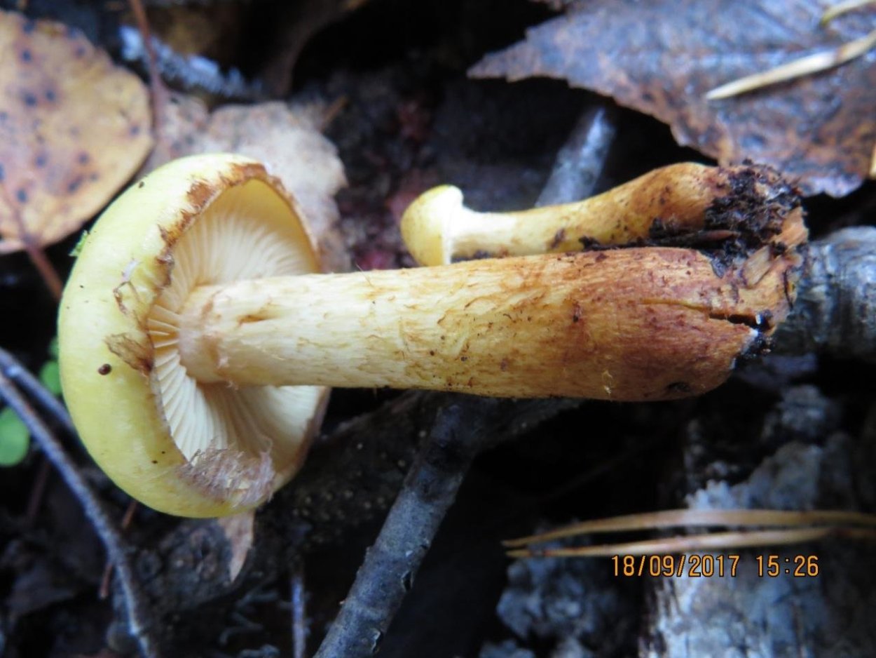 Чешуйчатка Ольховая