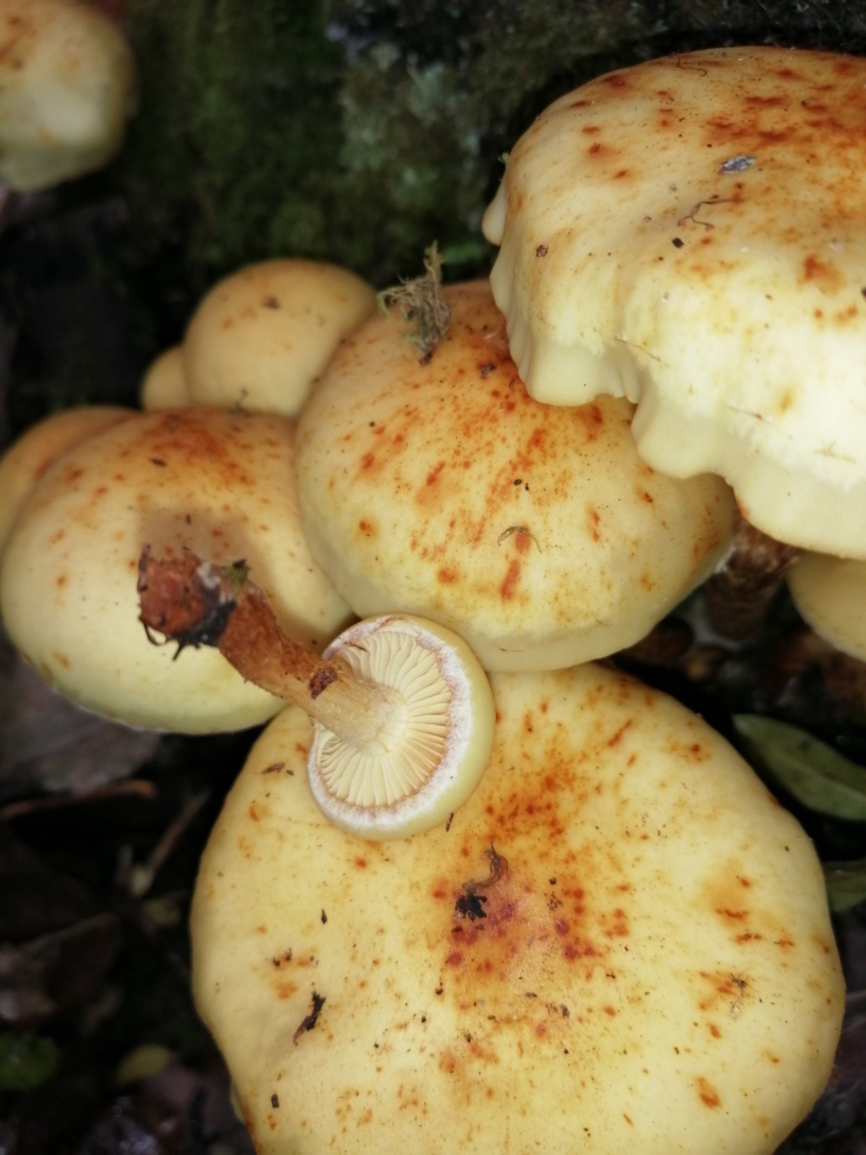 Грибы Сибири пластинчатые