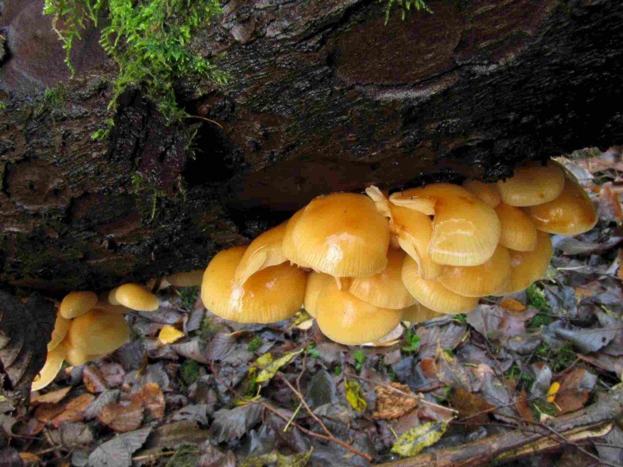 Арт Эстетика грибы ГОБЛИНКОР