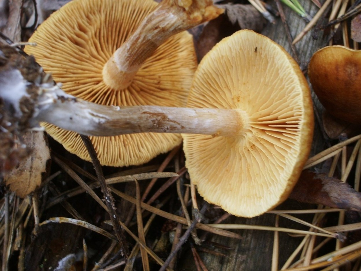 Гимнопил, огневка (Gymnopilus)