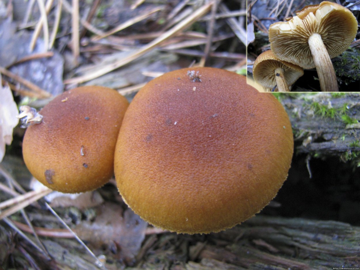 Гимнопил Сосновый Gymnopilus sapineus