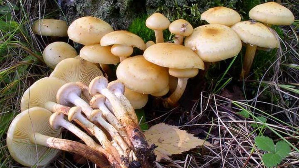 Чешуйчатка Ольховая гриб