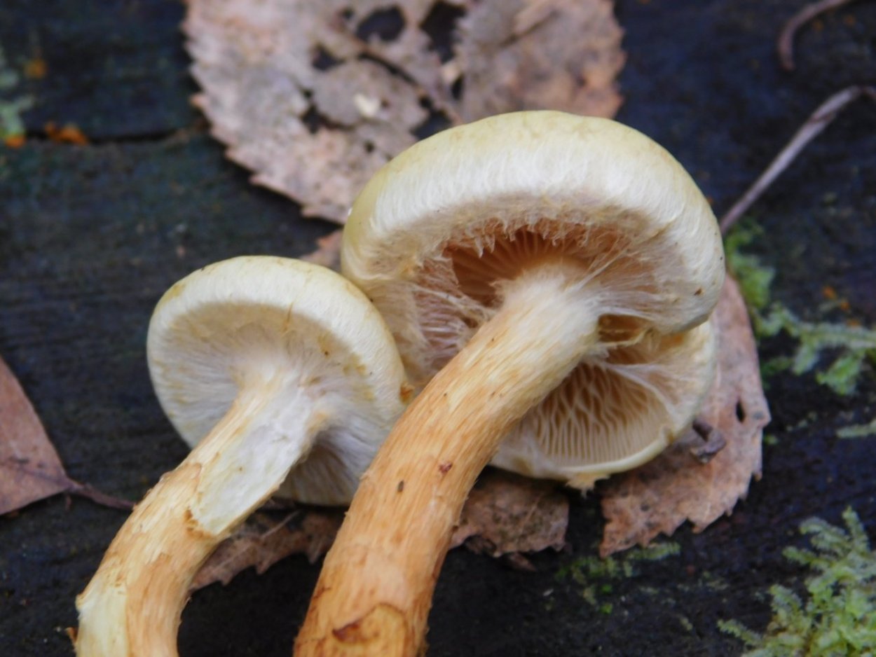 Гимнопил огневка