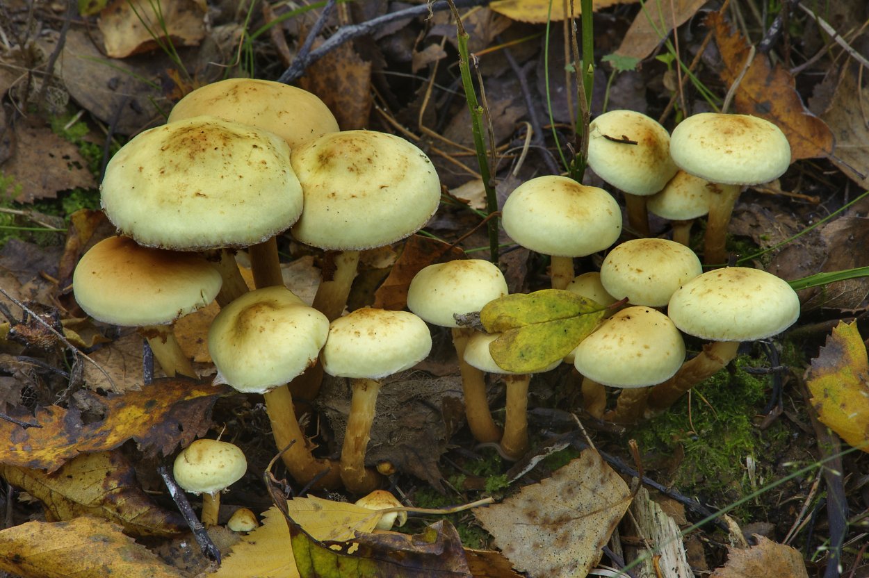 Гимнопил огневка яркий