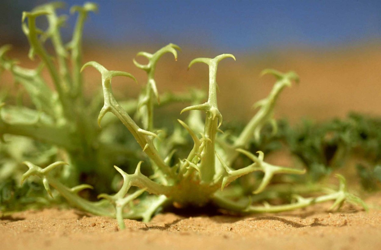 Мартиния душистая