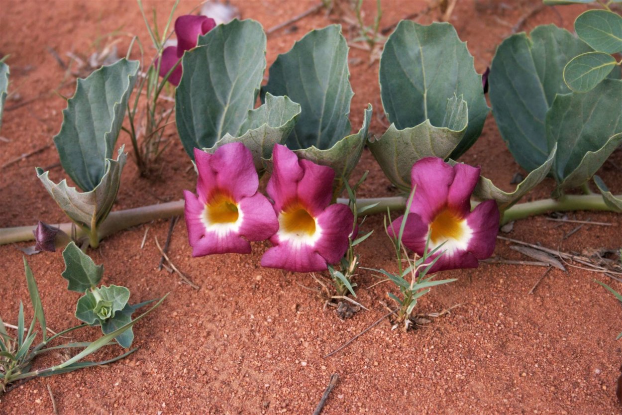 Мартиния душистая коготь дьявола