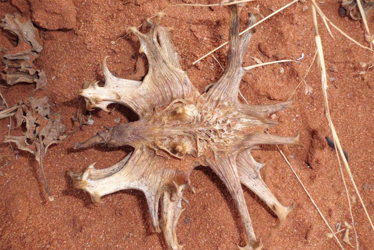 Мартиния душистая