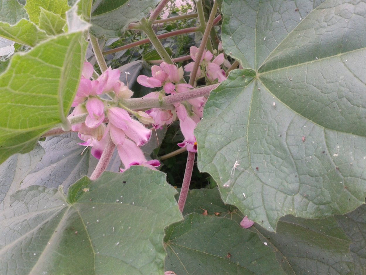 Мартиния душистая свойства и противопоказания