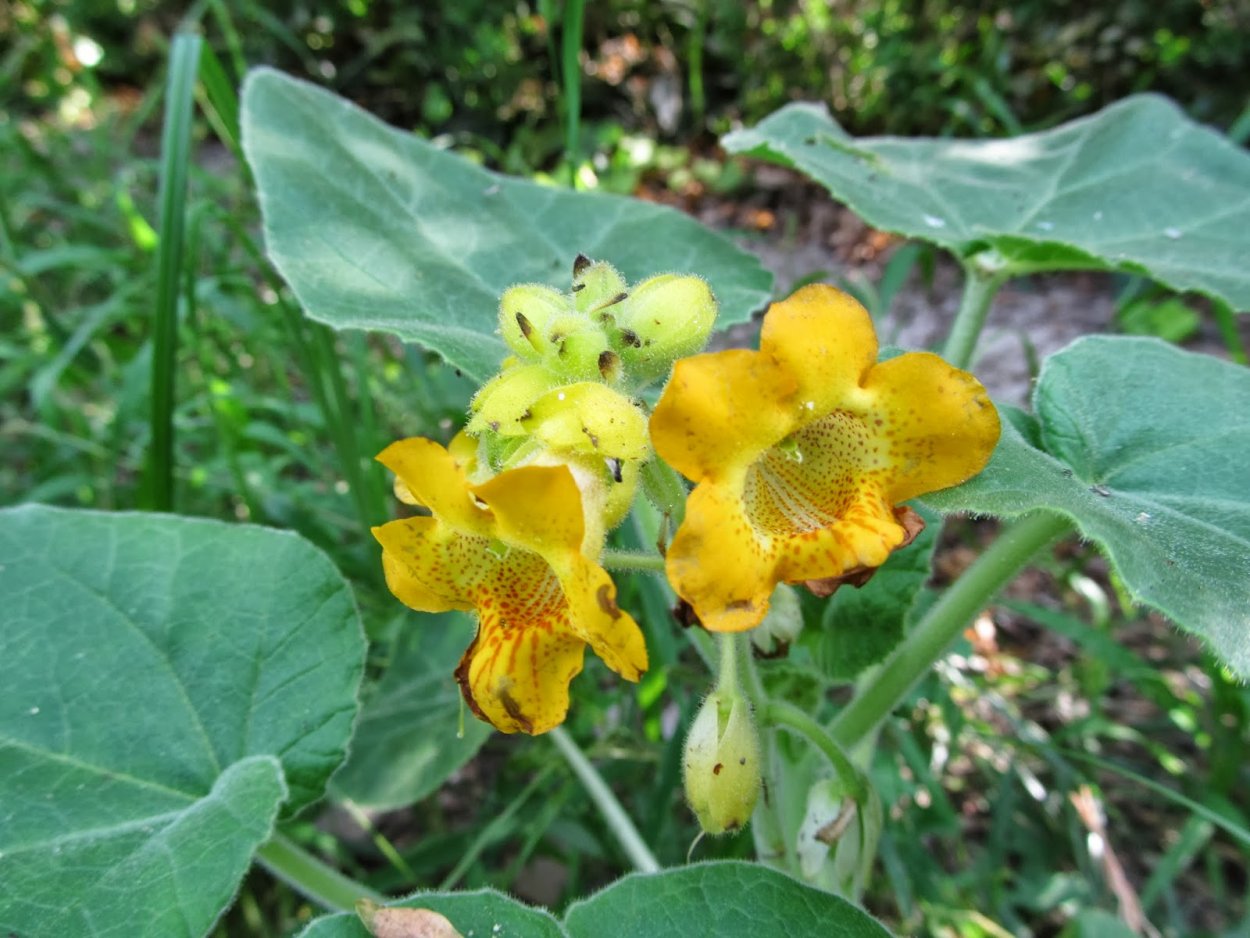 Артромаксимум Мартиния капс. №60