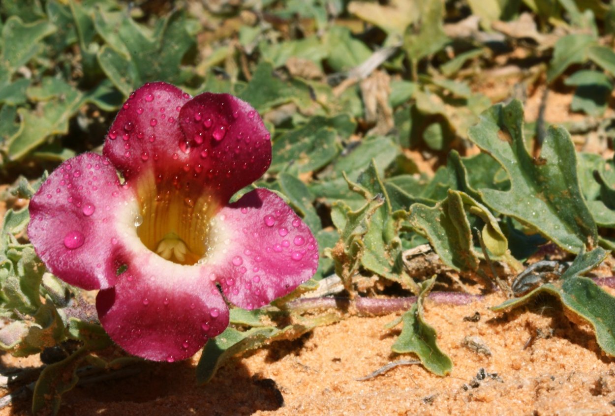 Мартиния душистая коготь дьявола