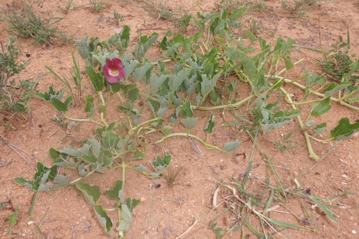 Мартиния душистая коготь дьявола