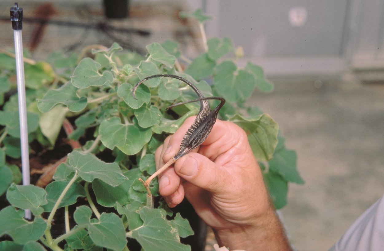 Neem капсулы natural way