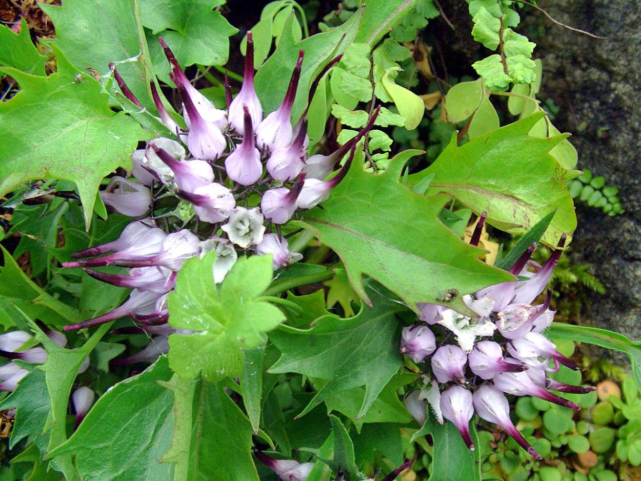 Delissea argutidentata фото