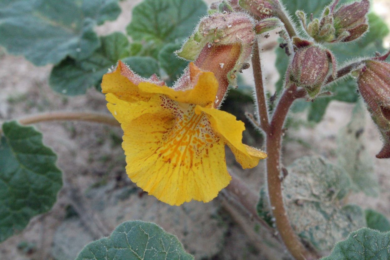 Цветок Мартиния Единорог