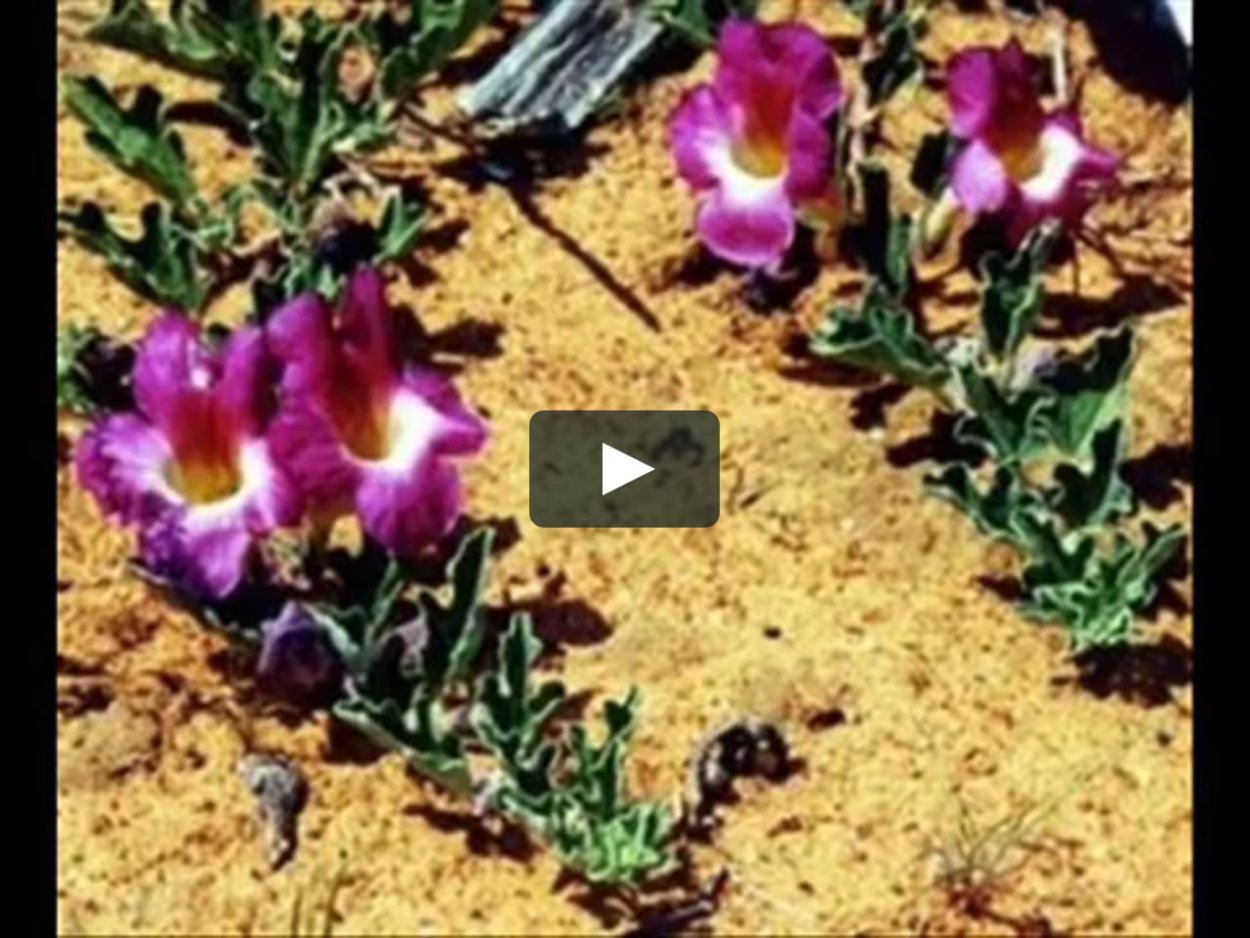 Harpagophytum procumbens