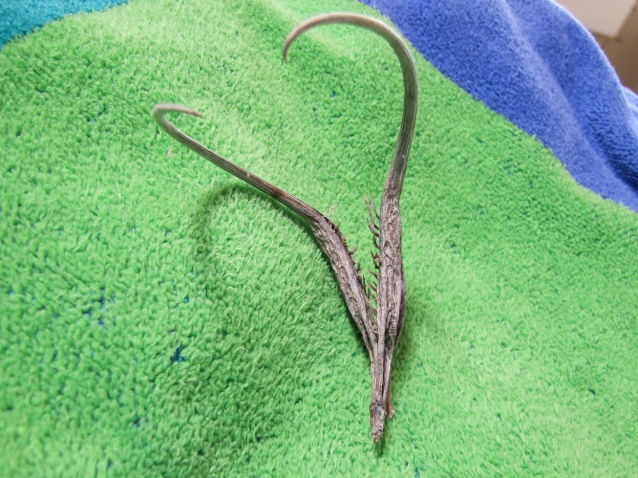 Артромаксимум Мартиния Петрозаводск