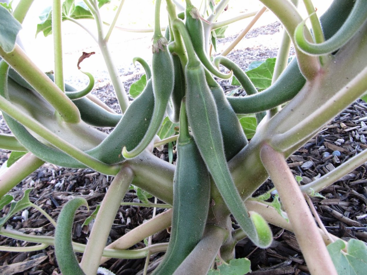 Мартиния душистая коготь дьявола