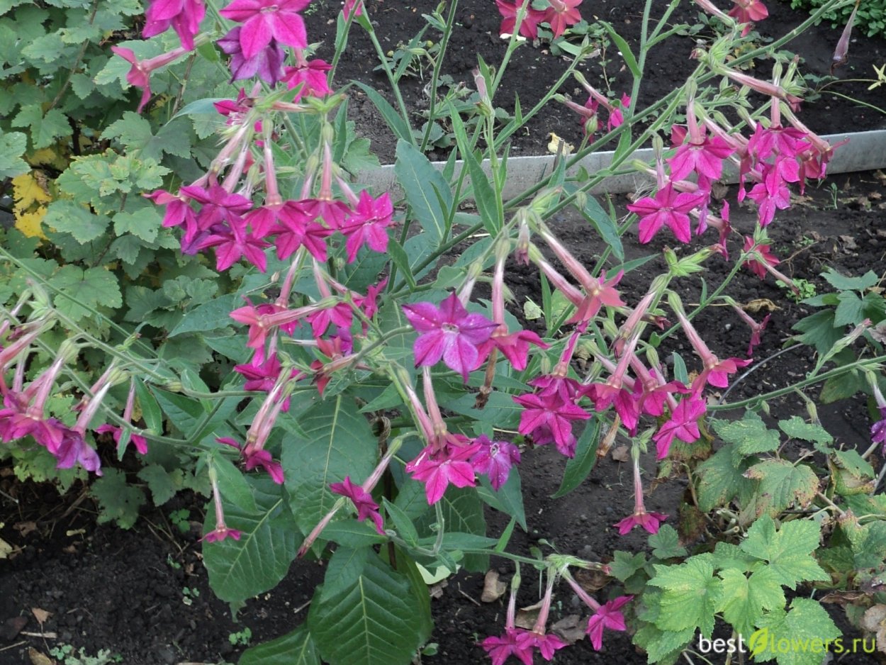 Цветок похожий на лебедя