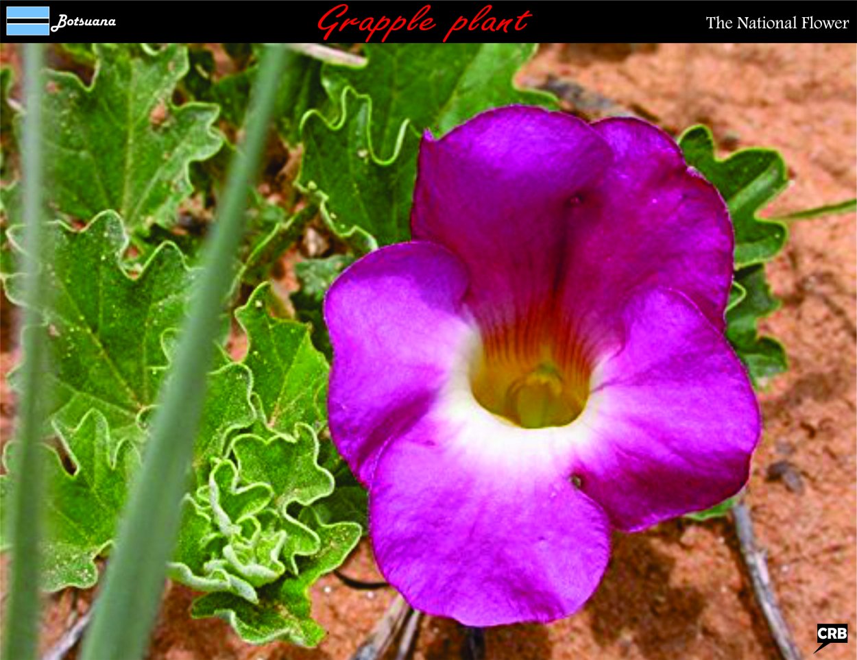 Мартиния растение