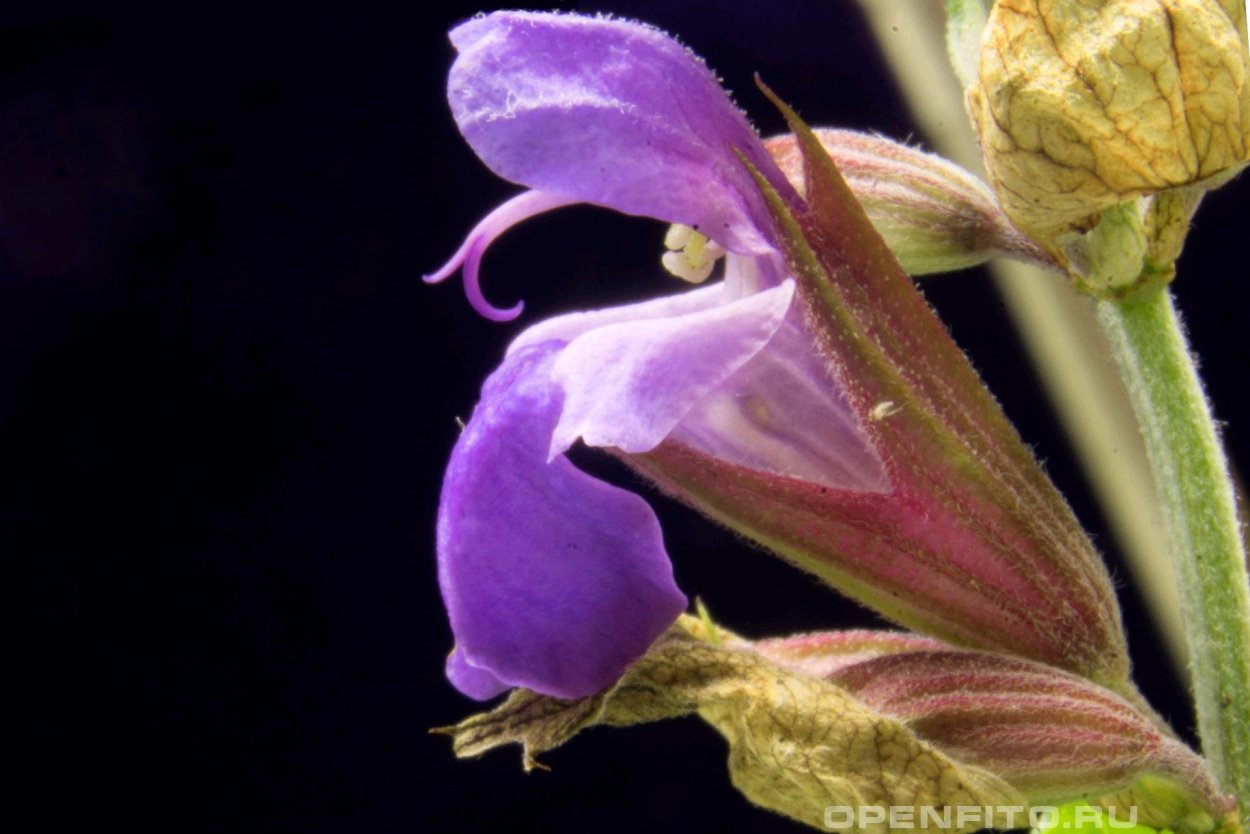 Мартиния однолетняя