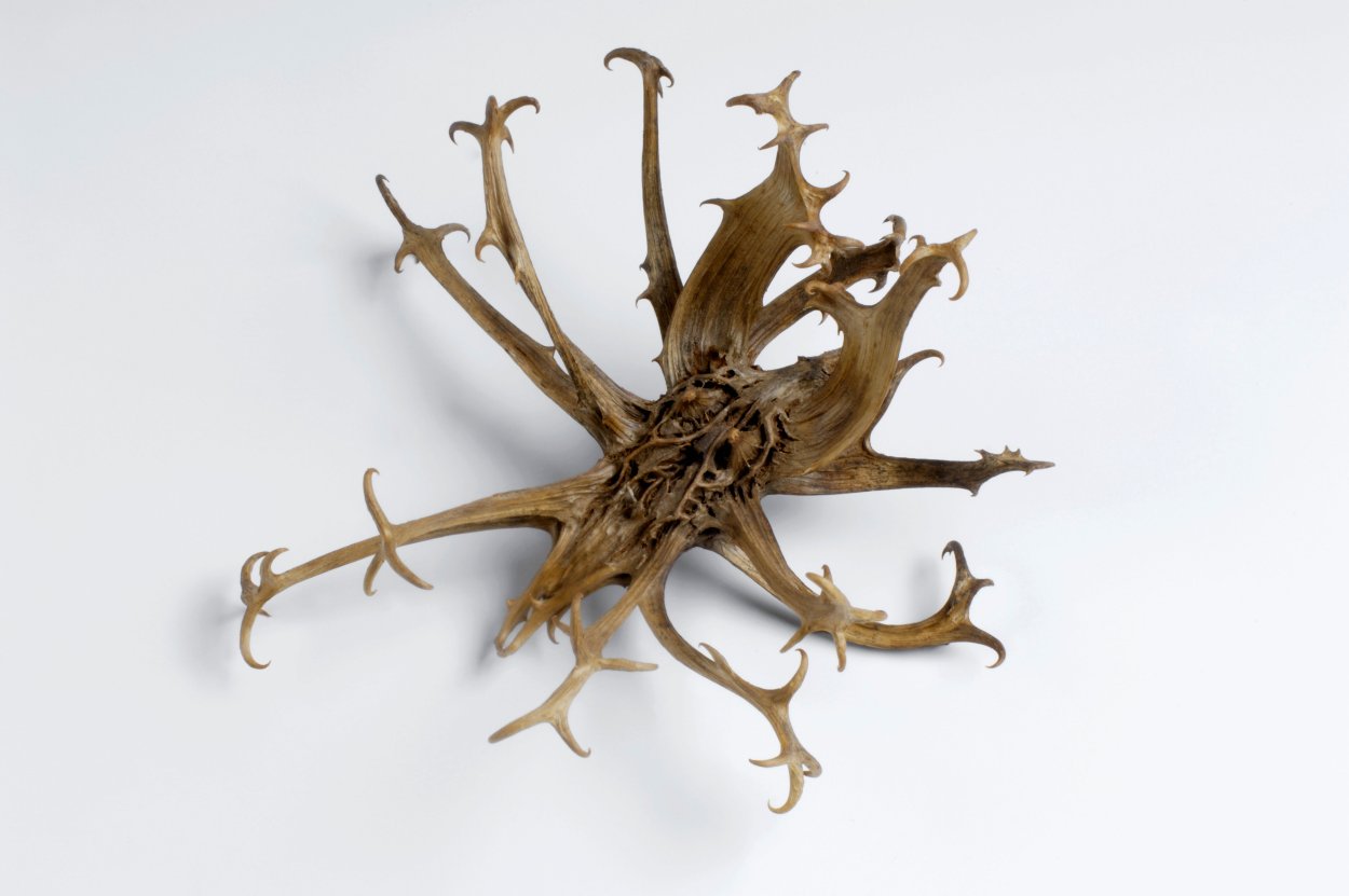 Коготь дьявола растение