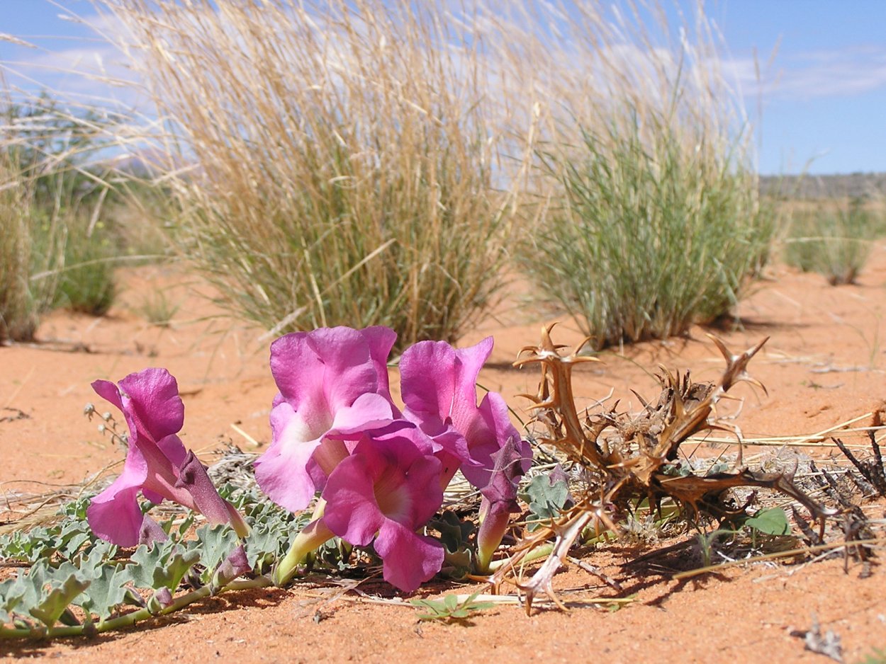 Мартиния душистая