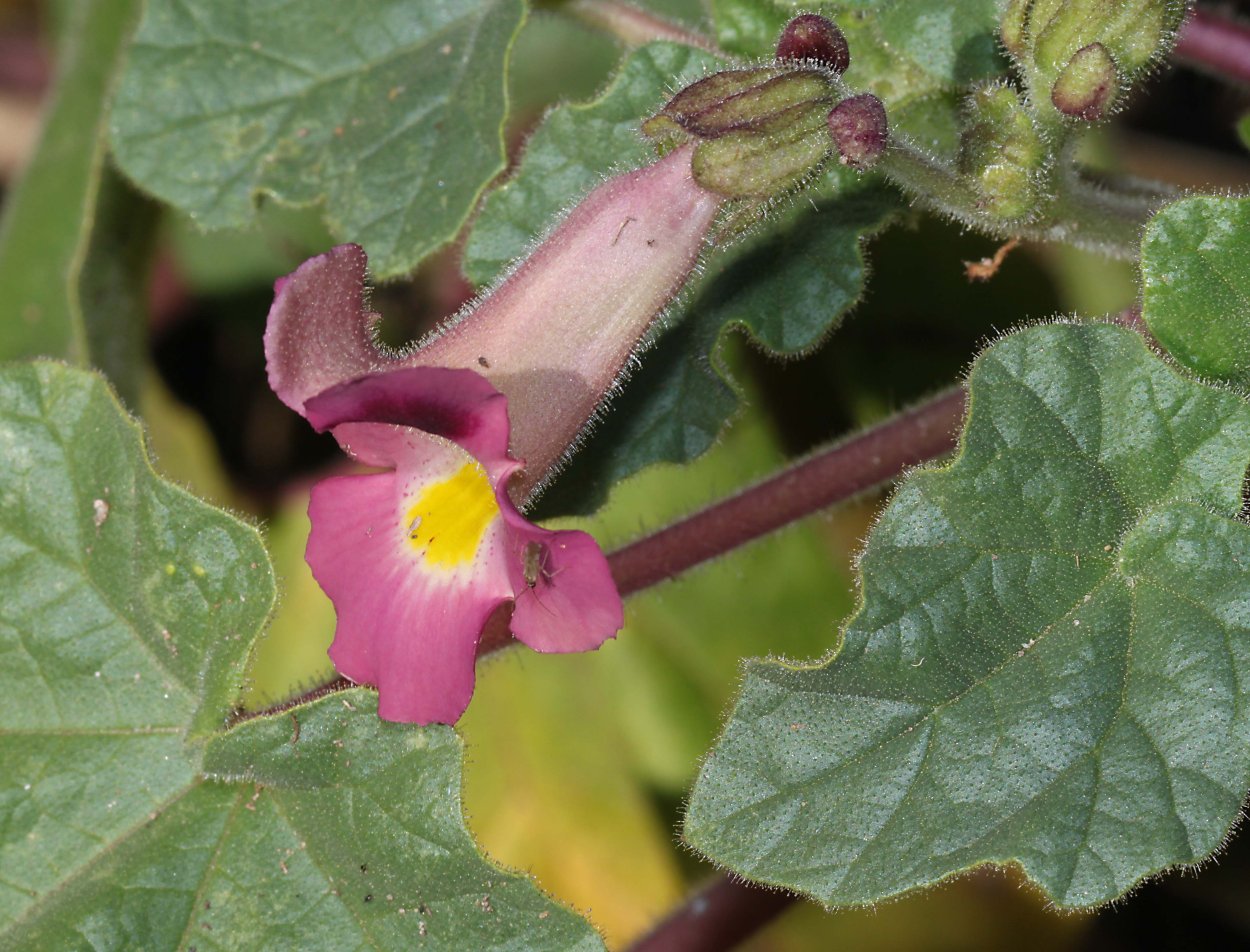 Крем тайский секрет Дьявольский коготь