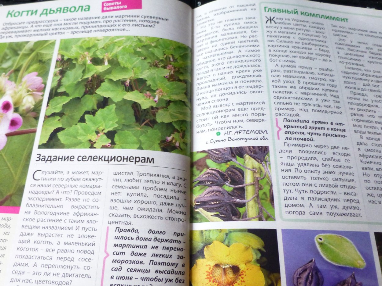 Ибицелла жёлтая