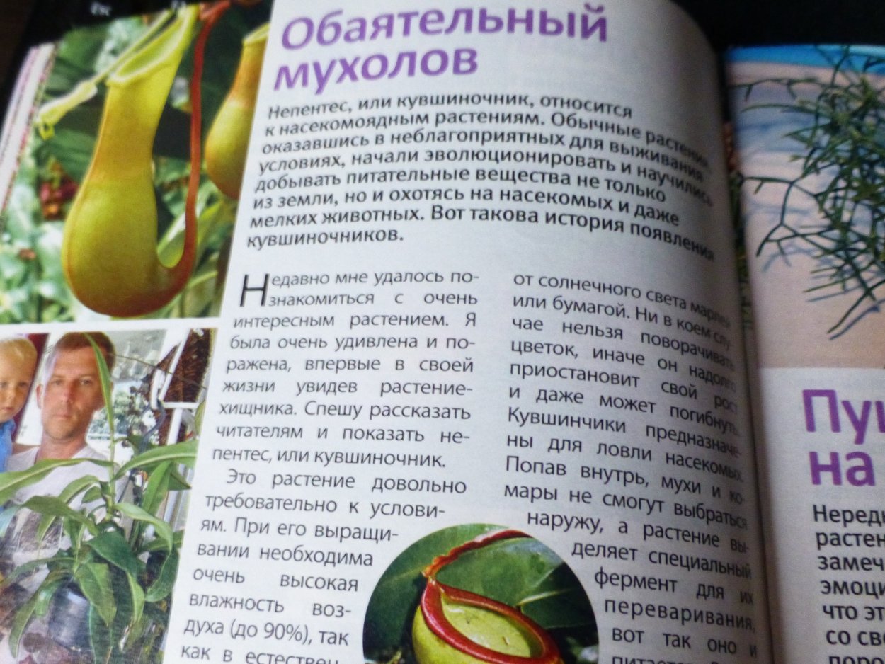 Коготь дьявола (Гарпагофитум)