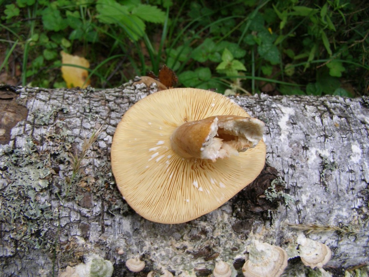 Гриб Молоканка белая