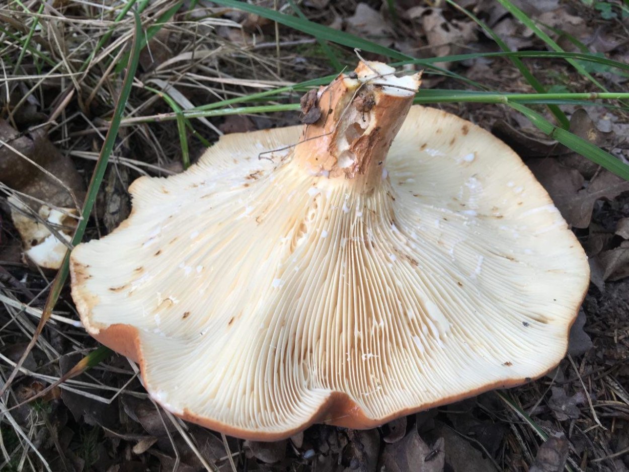 Lactarius volemus подмолочник
