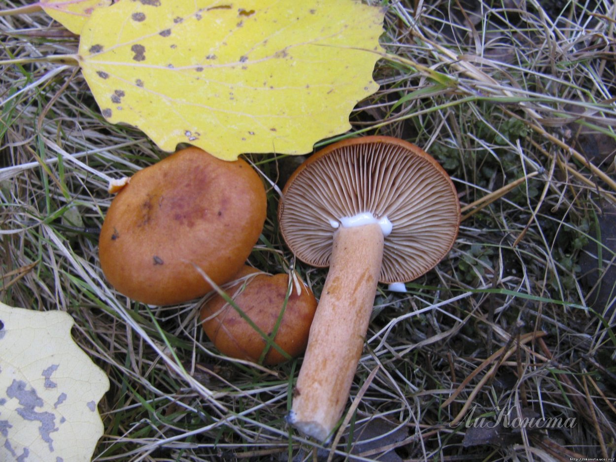 Молочай подорешник гриб