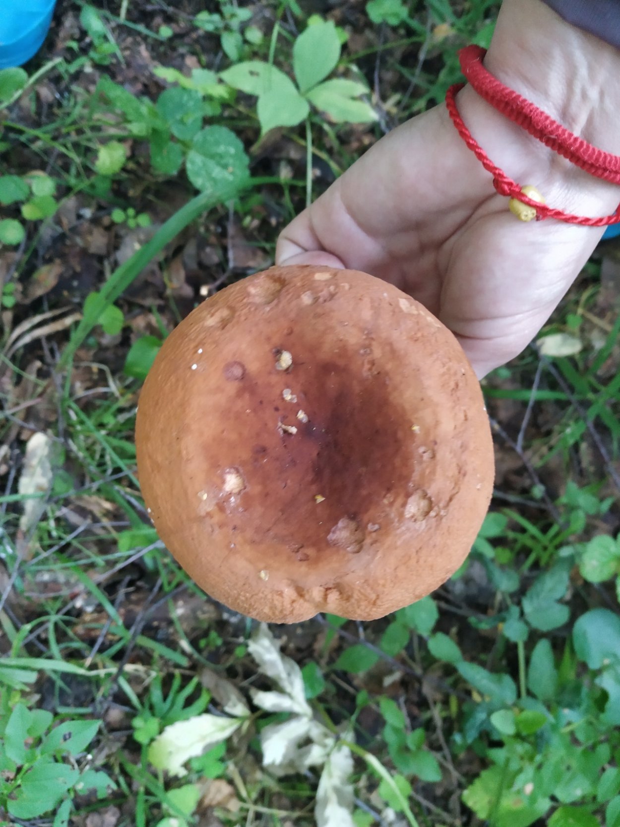 Млечник подорешник гриб