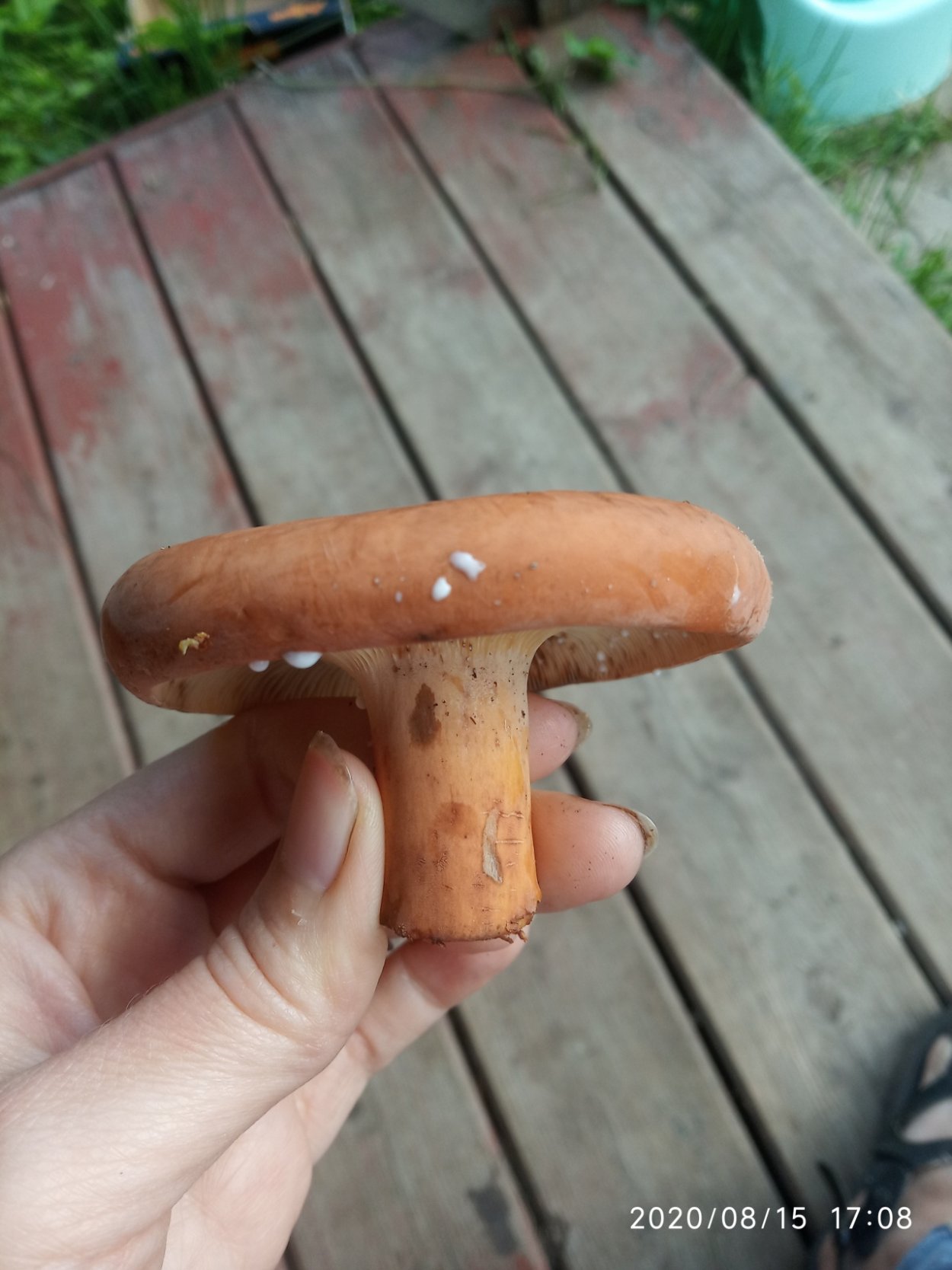 Гриб молочник