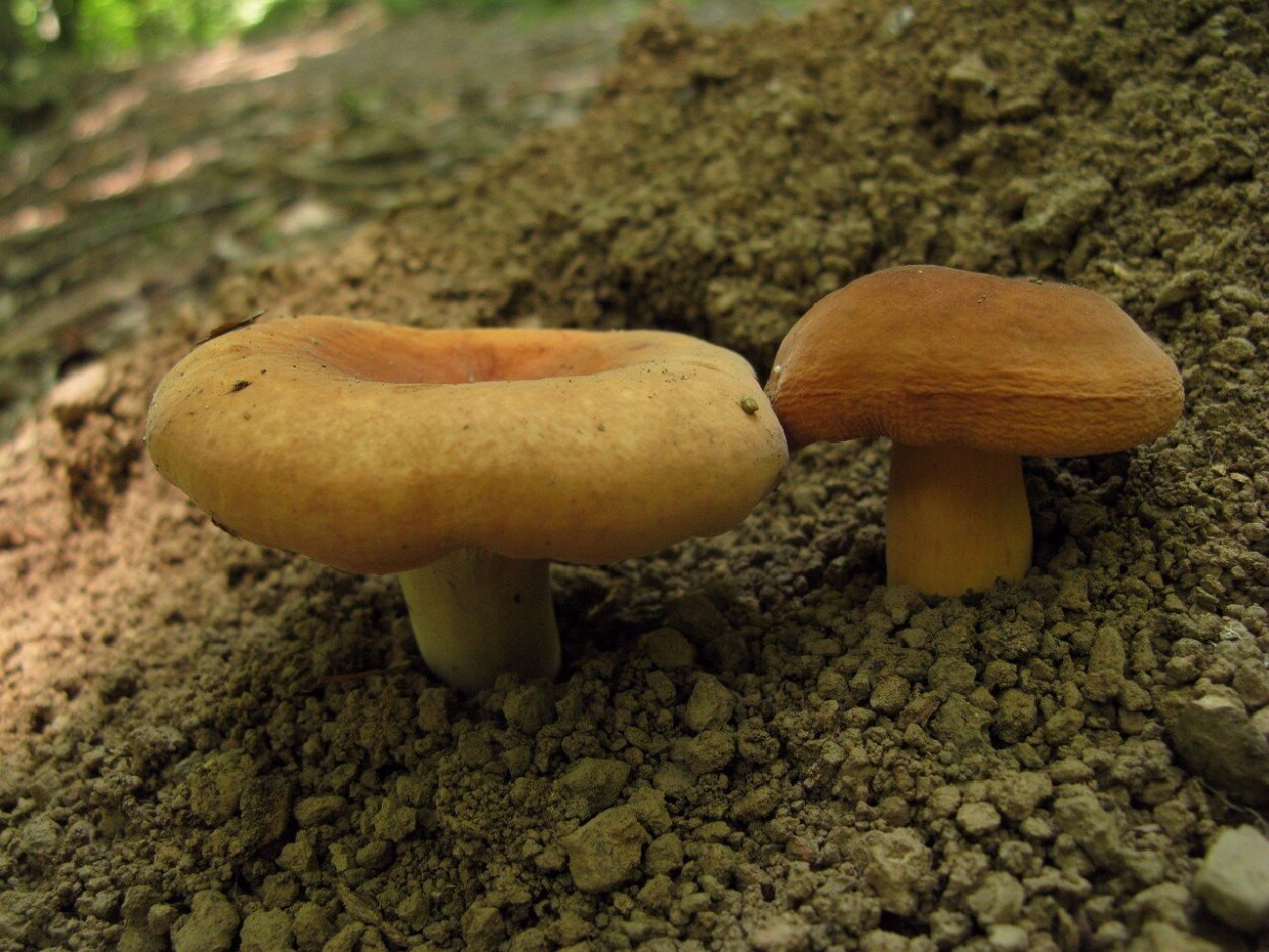 Гриб подорешник съедобный