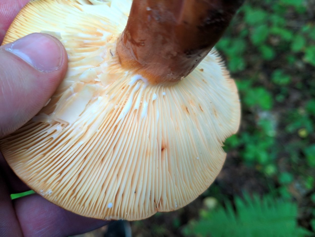 Грибы с Млечным соком