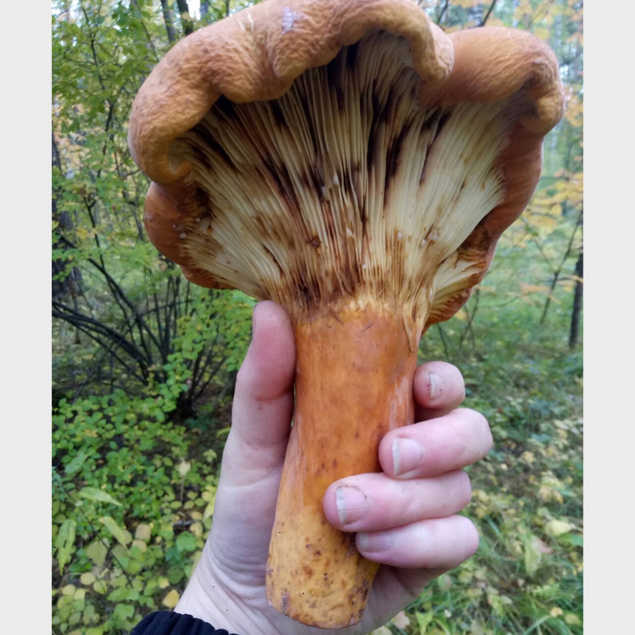 Гриб борода Приморская