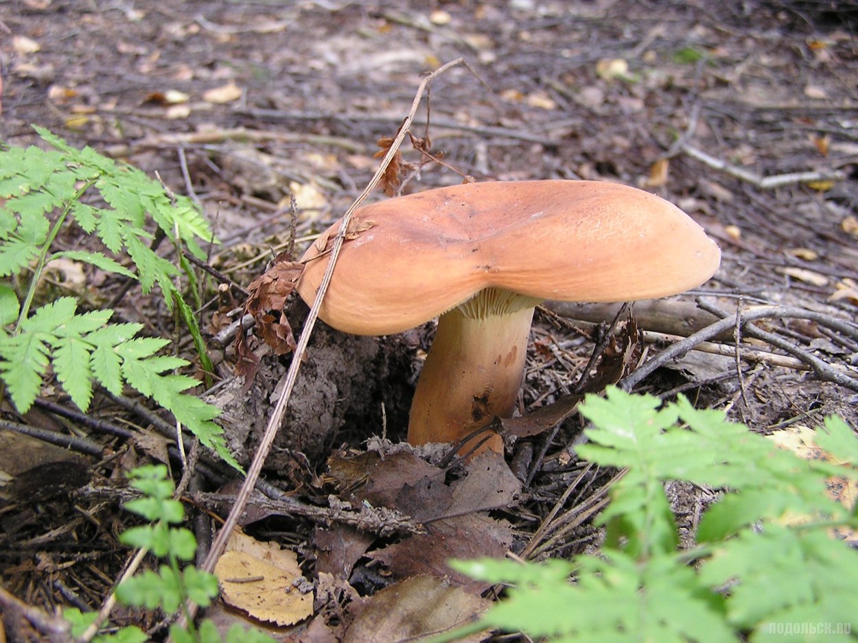 Млечник подорешник гриб