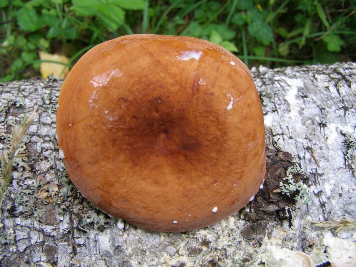 Молочай или подмолочник (Lactarius volemus)