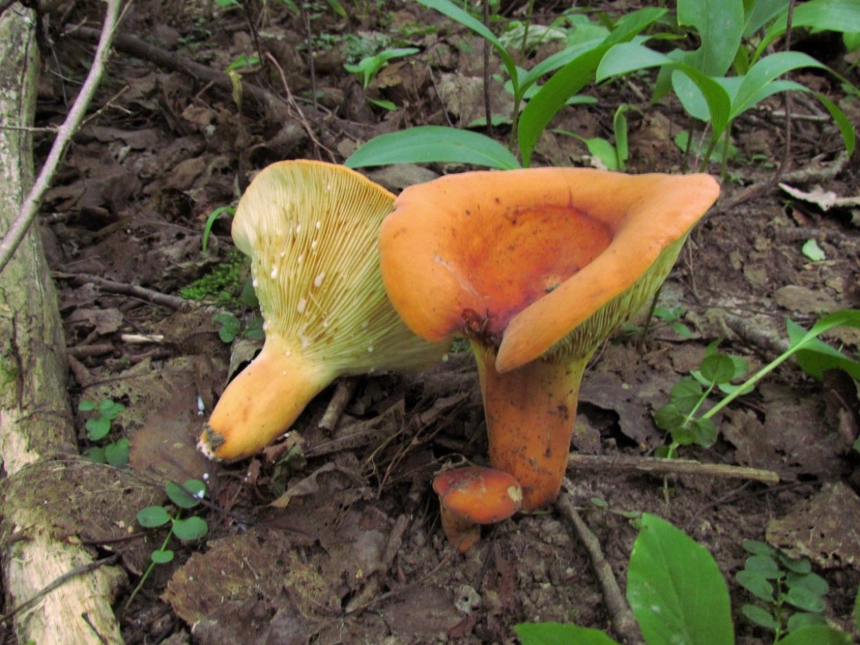 Груздь красно-коричневый фото