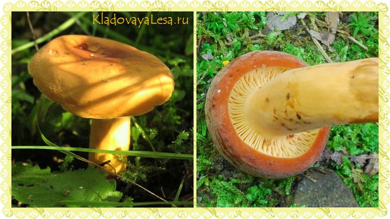 Гриб млечник камфорный