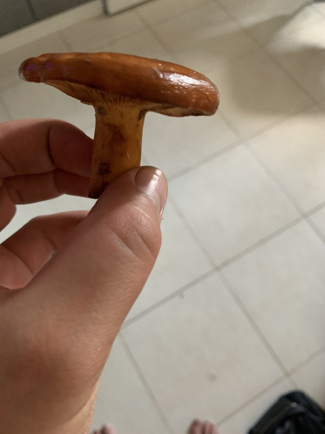 Млечник краснушка